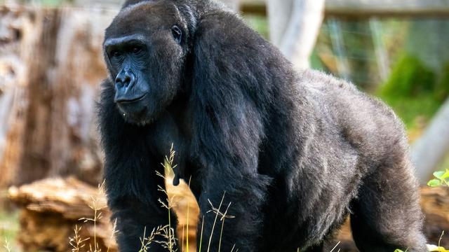 Zoo: Gorilla-Dame im Zoo Rostock erwartet Nachwuchs