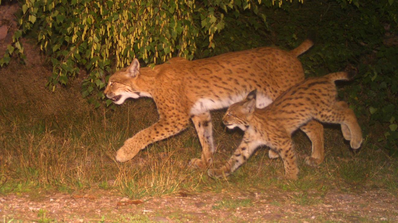 Artenschutz: Luchs-Nachwuchs bei Ilmenau gesichtet