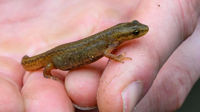 Amphibienbericht: Nahezu alle Amphibienarten in Berlin stark unter Druck