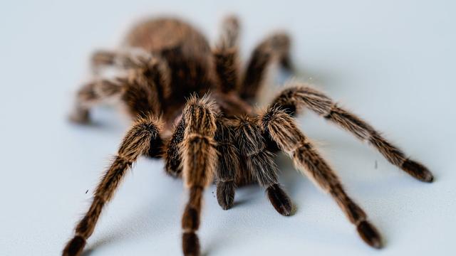 Tiere: Vogelspinne vor Aachener Amt ausgesetzt
