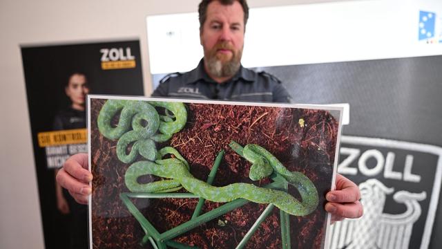 Artenschutz: Schlangen in Shampoo-Flaschen - Tier-Schmuggler gefasst