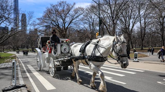 Abstimmung im Stadtrat: Aus für Pferdekutschen in New York - und bald auch anderswo?