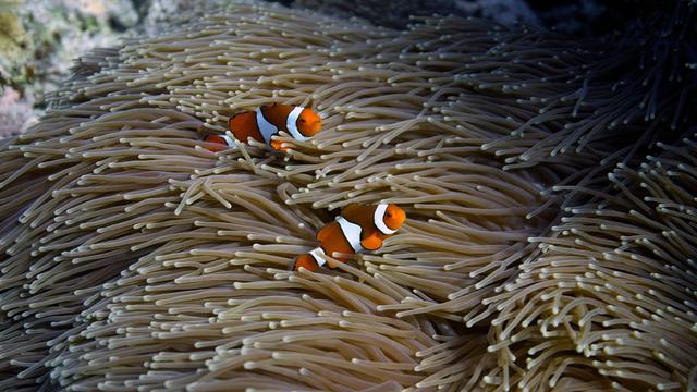 Natur und Klima: Report: Fast alle Flachwasser-Korallenriffe stark bedroht