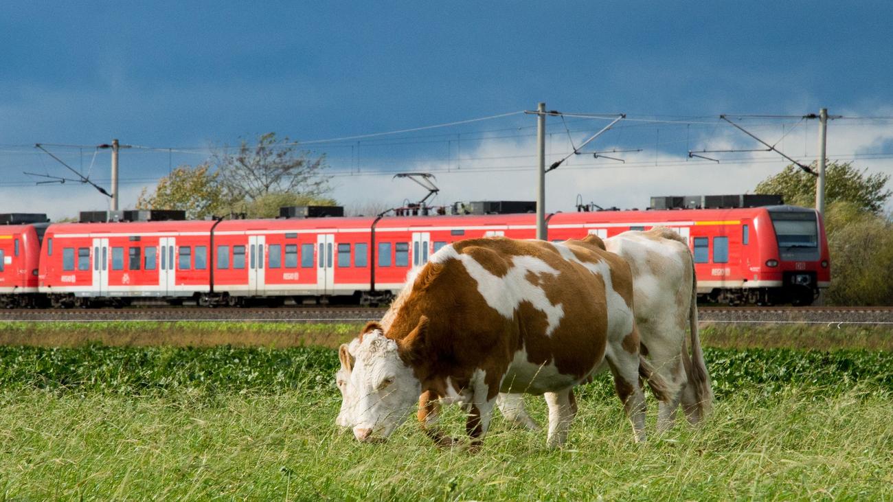 Tierischer Einsatz: Ausgebüxte Rinder stoppen Bahnverkehr kurzzeitig ...