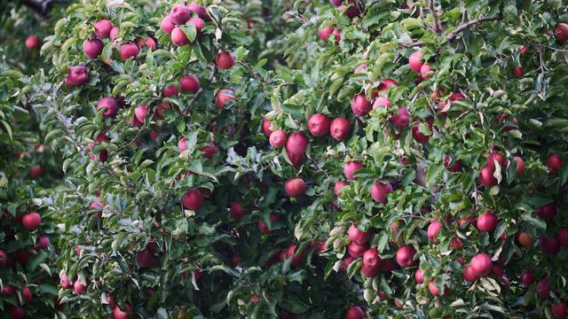Äpfel: Sorgen um den Apfel-Appetit in Deutschland