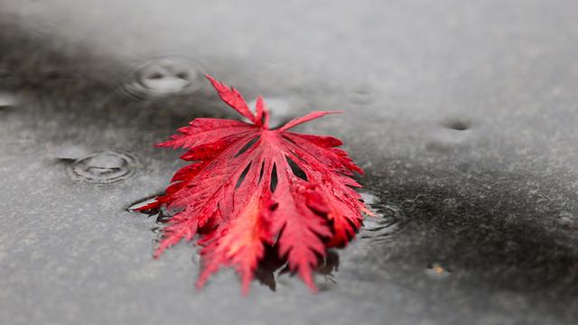 Bild: Wetter: Regnerische Herbstwoche im Norden erwartet