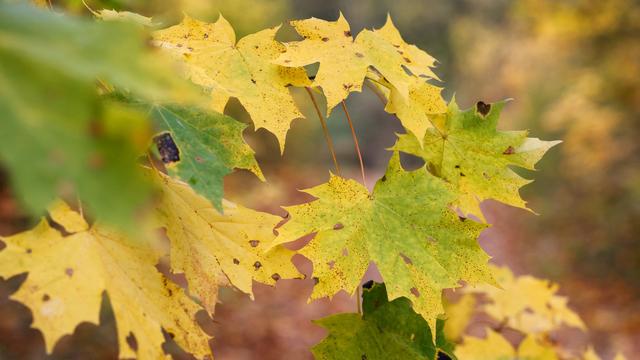 Wetter: Milde Herbsttage bei Regen, Sonne und Nebel erwartet