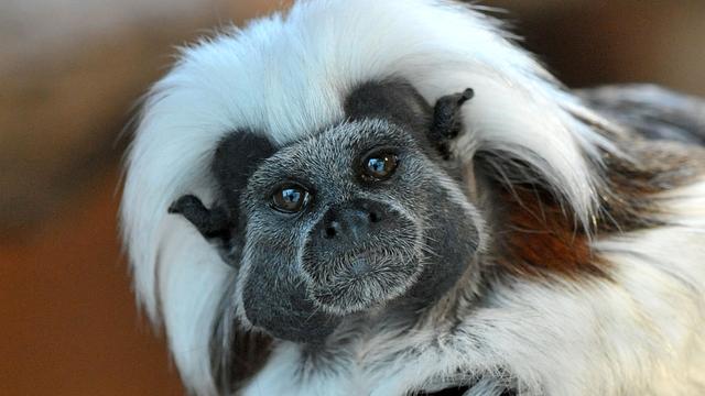 Tiere: Nachwuchs im Zoo Magdeburg: Seltener Lisztaffe geboren