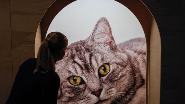 Bild: Ausstellungen im Nordwesten: Tierisches Vergnügen - Pferd, Dackel und Katze im Museum