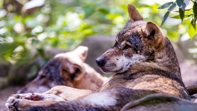 Bild: Wildtiere: Nah ran an Raubtiere: Sicherheitsvorkehrungen in MV