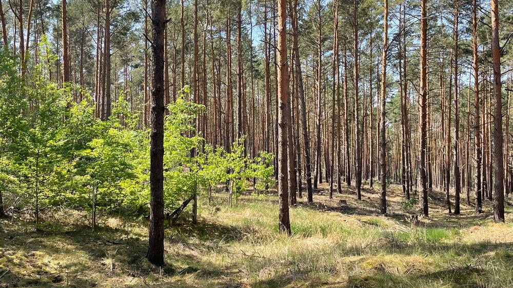 Waldbesitzer: Der Wald von Hartmut Hanack im Südwesten Brandenburgs