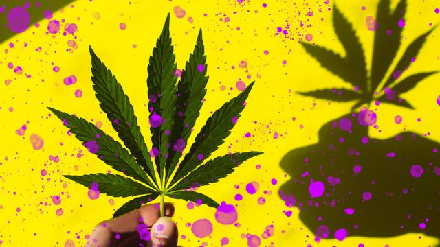 Cannabislegalisierung: Gut gemeint, schlecht gemacht