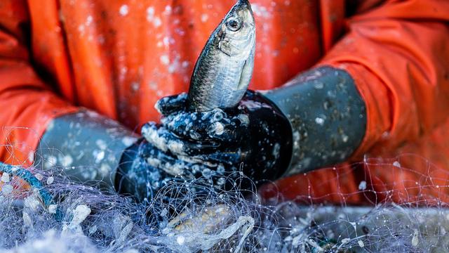 Fischfang: Küstenfischer dürfen Ostseeheringe auch 2025 fangen