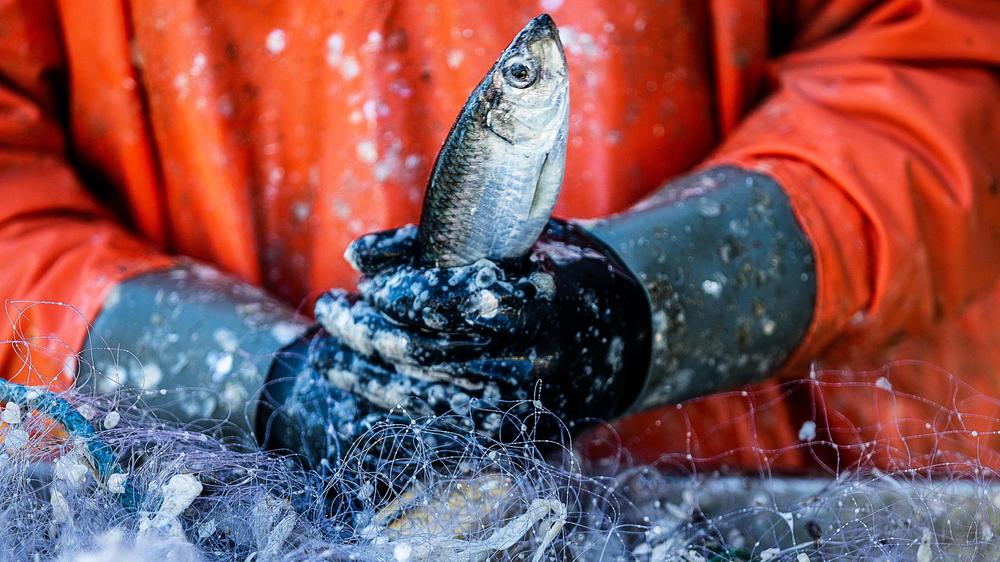 Fischfang: Küstenfischer Dürfen Ostsee-Heringe Auch 2025 Fangen | ZEIT ...