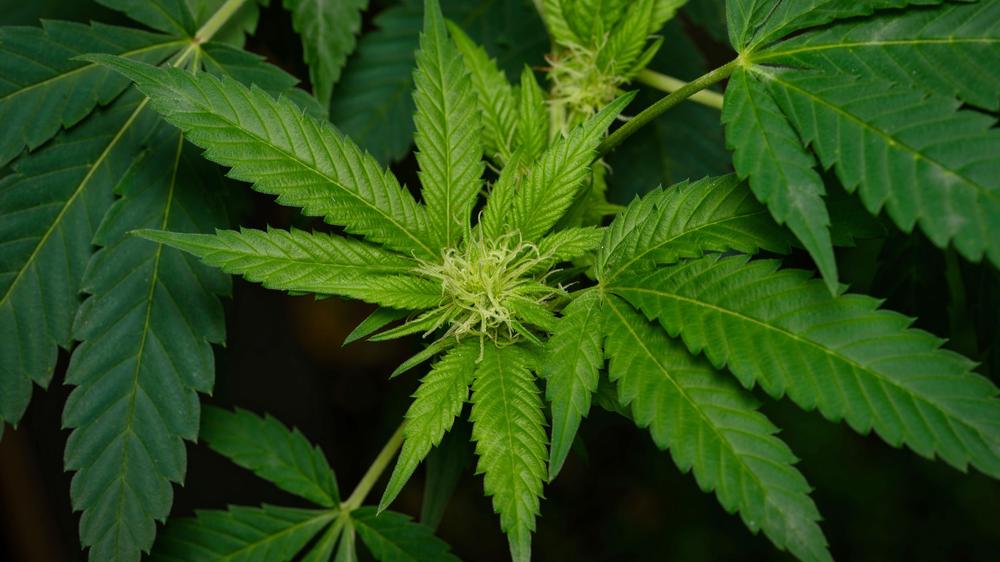 Cannabisevaluation: Der Cannabisschwarzmarkt in Deutschland konnte trotz Legalisierung nicht nennenswert eingedämmt werden.