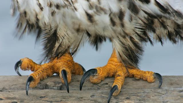 (+) Geplanter Friedensrat: Donald Trumps Schurken-UN 