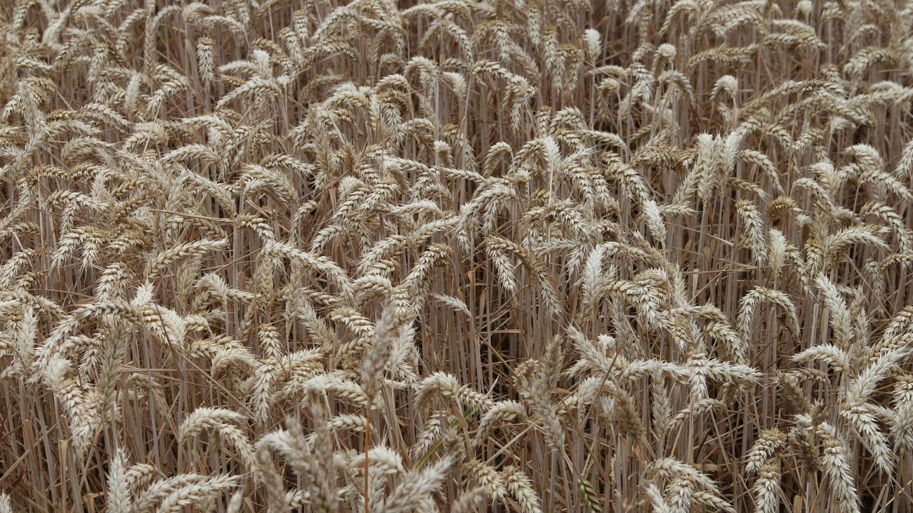 Umweltschutz: Bundesregierung fordert gleiche Umweltstandards für EU-Landwirte