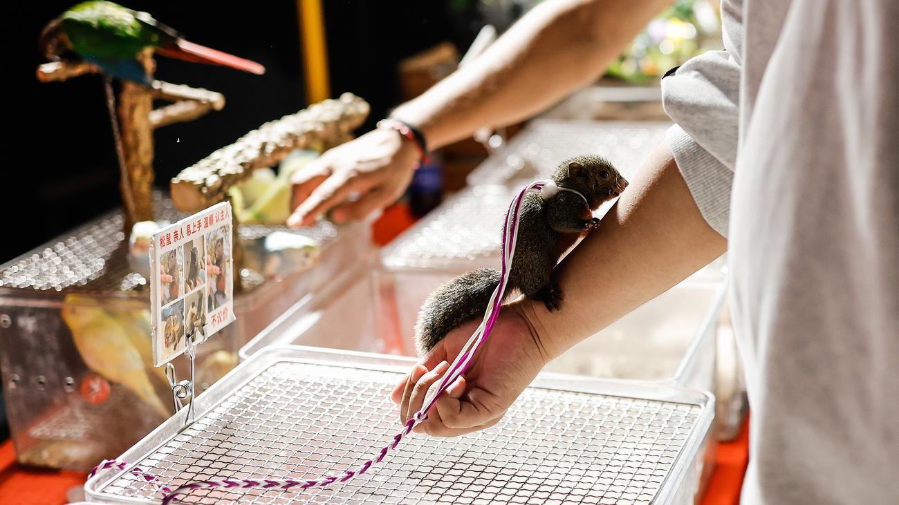 China: Freie Bahn für Tierquäler