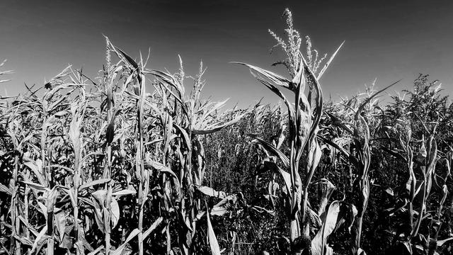 Ernteausfall: Trockenheit: Ist die komplette Ernte dahin?