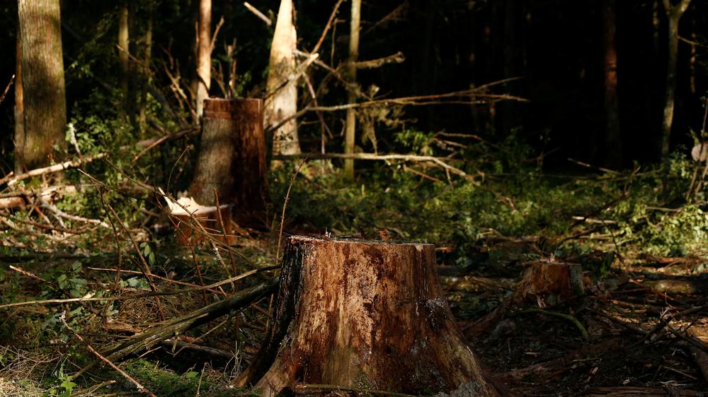 Białowieża-Nationalpark: Ein abgeholzter Baum im geschützten Urwald Białowieża 
