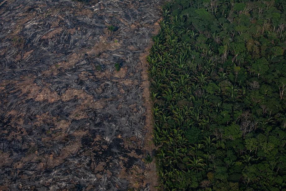 Amazonas-Regenwald: Zu lange ignoriert | ZEIT ONLINE