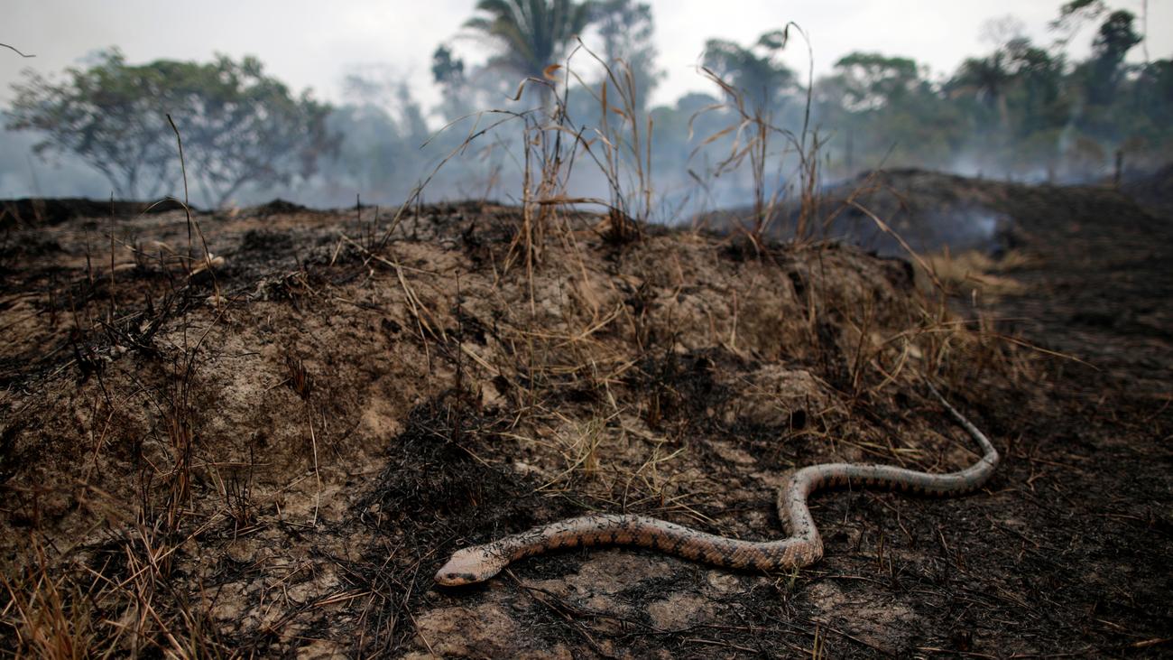 Amazonas-Regenwald: Zu lange ignoriert | ZEIT ONLINE