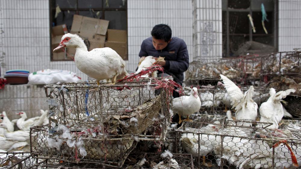 Coronavirus: China will Geflügelmärkte wie diesen in Schanghai schrittweise verbieten.