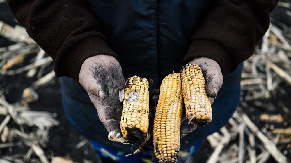 Getreide aus Ukraine : Verlorenes Korn