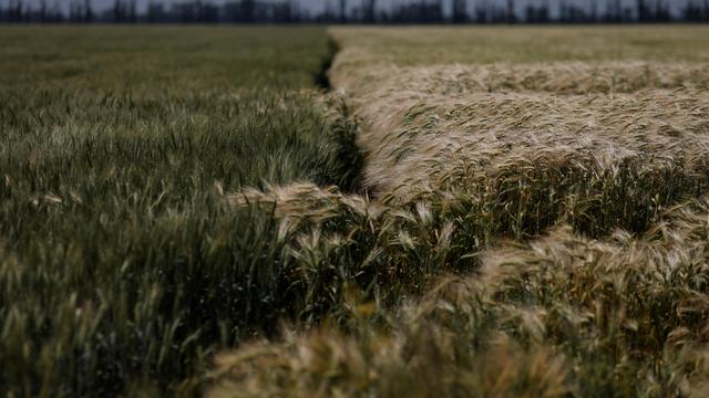 Getreide aus der Ukraine: Der Weizen muss raus