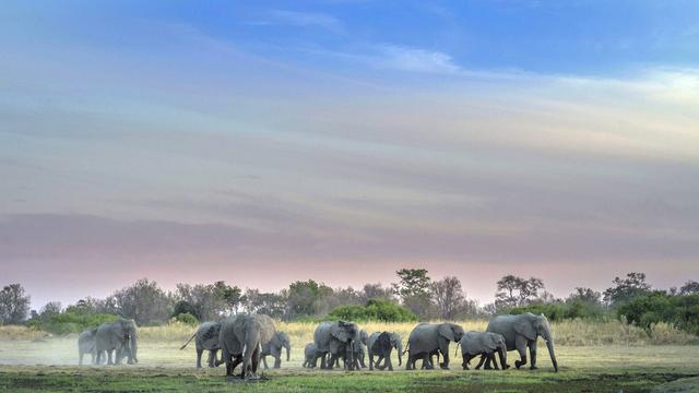 Botswana: Ihr wollt keine Jagdtrophäen? Dann nehmt 20.000 Elefanten
