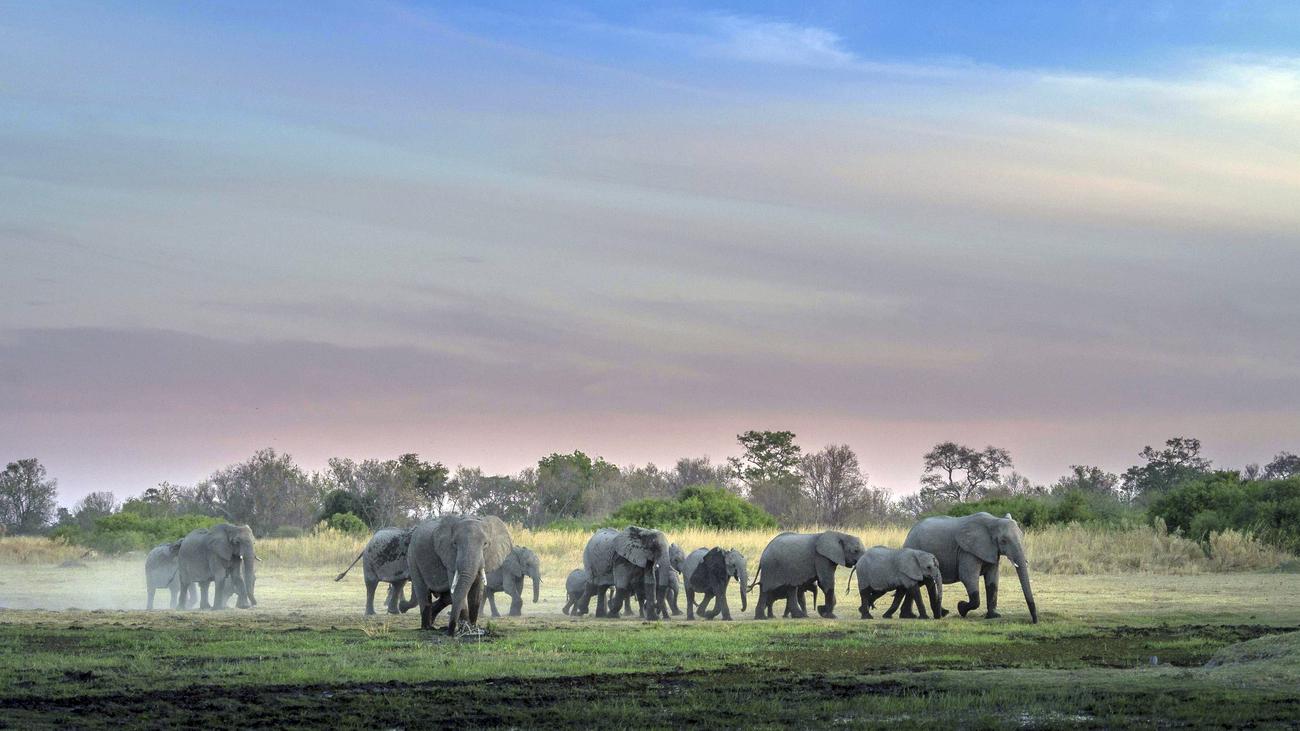 Botswana : Vous ne voulez pas de trophées de chasse ?  Alors prends 20 000 éléphants