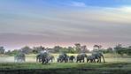 Botswana: Ihr wollt keine Jagdtrophäen? Dann nehmt 20.000 Elefanten