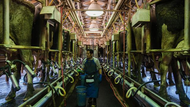 Vogelgrippe: Beginnt die nächste Pandemie im Euter von Kühen?
