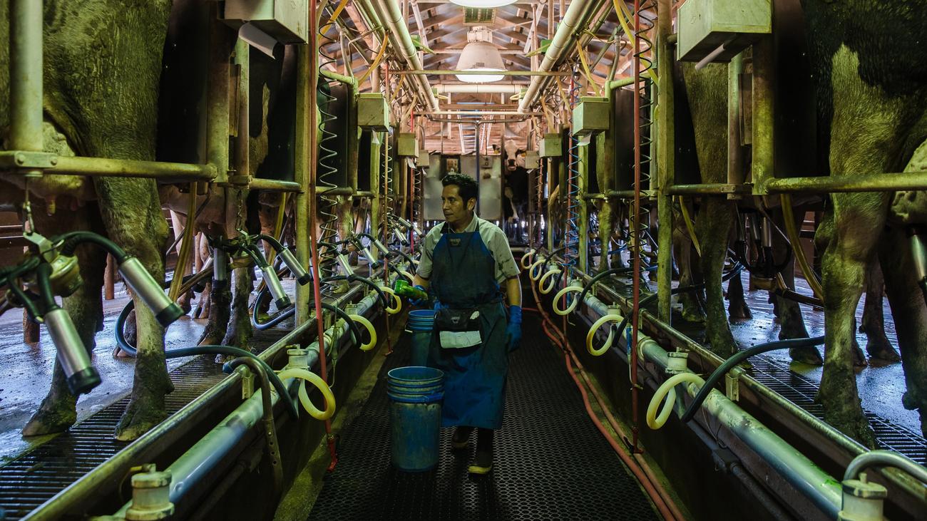 Bird flu: Will the next pandemic start in the udders of cows?