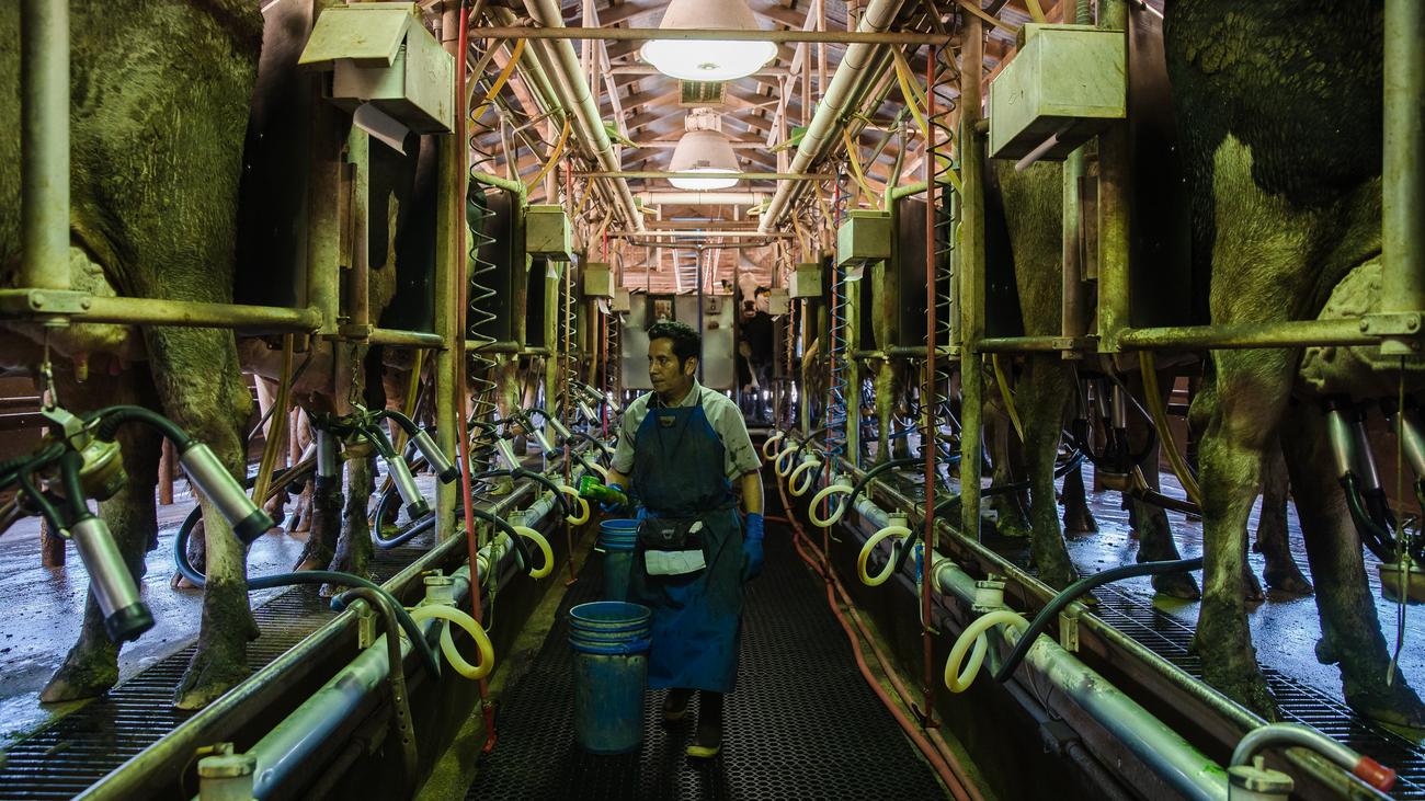 Bird flu: Will the next pandemic start in the udders of cows?