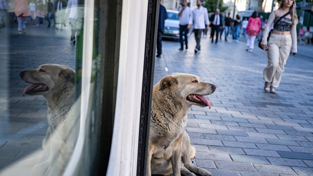 Türkei: Parlament beschließt Gesetz zur Tötung von Straßenhunden