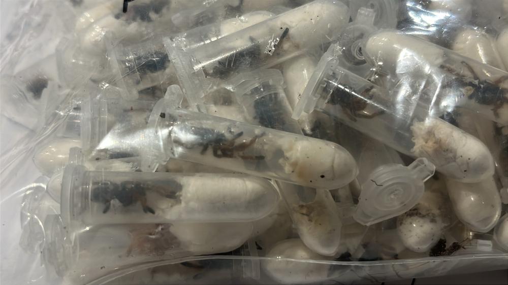  Rund 1.500 kleine Plastikbehälter mit jungen Vogelspinnen hat der Zoll am Flughafen Köln/Bonn in einem Paket aus Vietnam gefunden, am 14. Juli 2025. Das Paket, das für einen Empfänger im Sauerland bestimmt war, sollte angeblich sieben Kilogramm Kekse enthalten.