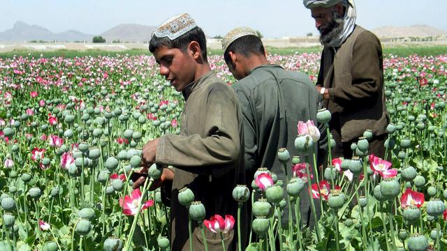 Afghanistan: CIA soll laut einem Bericht afghanischen Opiumanbau sabotiert haben