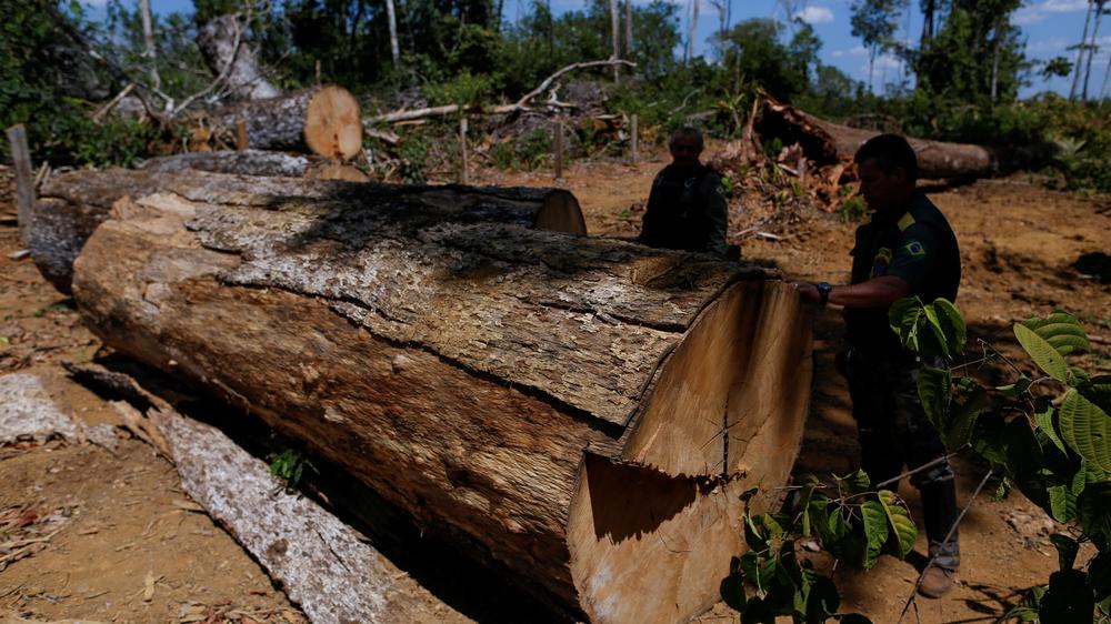  Mit dem Gesetz sollten Wälder vor der Abholzung geschützt werden.