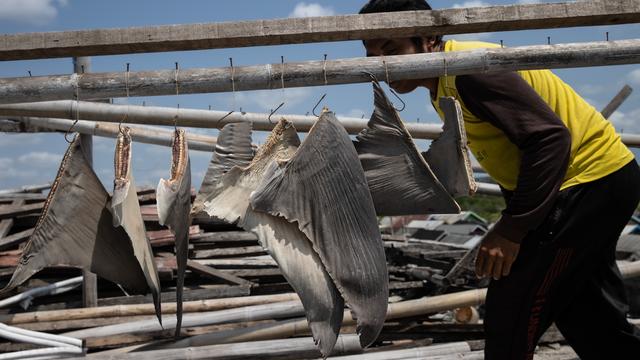 Beschluss der Weltartenkonferenz: Handel mit bestimmten Hai-Arten erstmals verboten