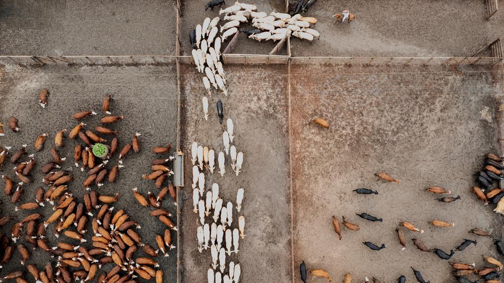  Die neue EU-Verordnung soll für Rindfleisch, Geflügel, Eier und Honig sowie für Reis, Zucker, Ethanol und Knoblauch gelten.