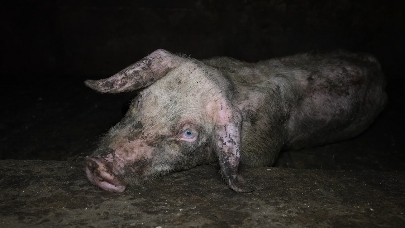 Spanischer Schweinemastbetrieb: Das Leid hinter dem Serrano-Schinken