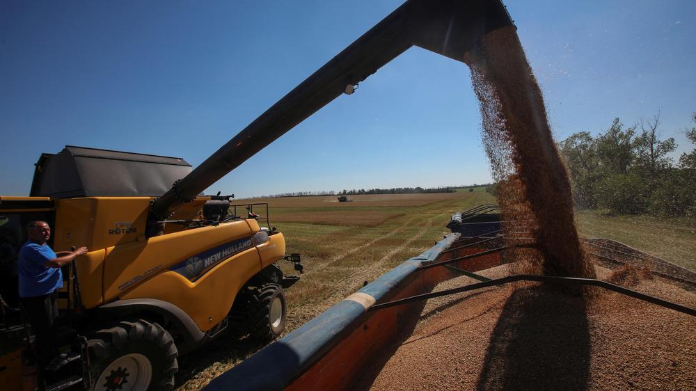  Ernte in der ostukrainischen Region Charkiw im Juli 2024. In besetzten ukrainischen Gebieten bereichert sich Russland laut ukrainischen Vorwürfen an der lokalen Landwirtschaft.