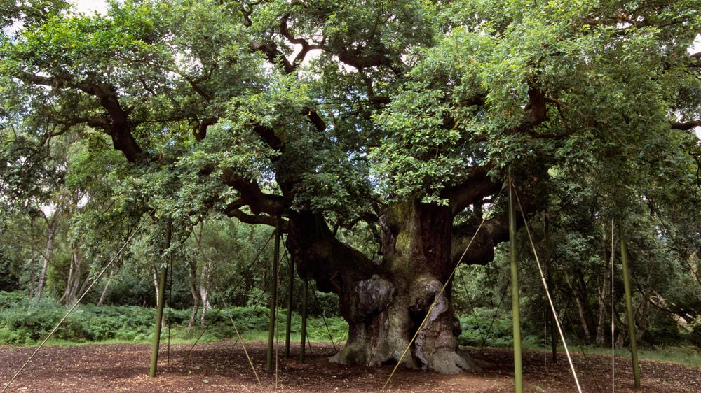 Major Oak Sherwood Forest Robin Hood Eiche