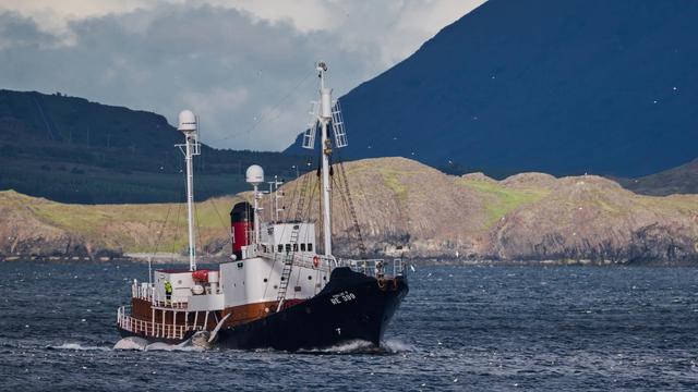 Walfang in Island: Island will kommerziellen Walfang dauerhaft verbieten