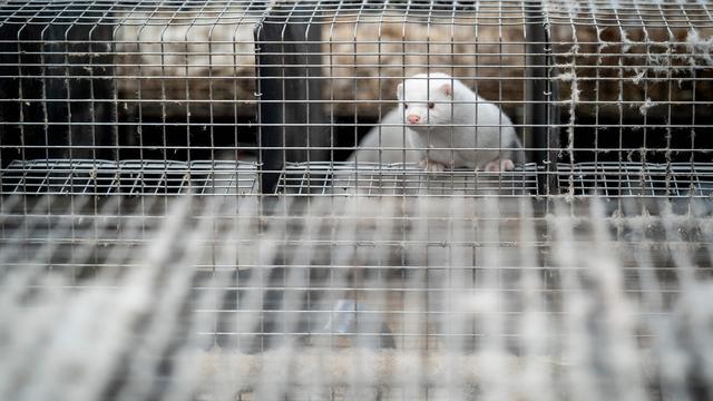 Tierschutz: Dänemark verbietet Nerzzucht