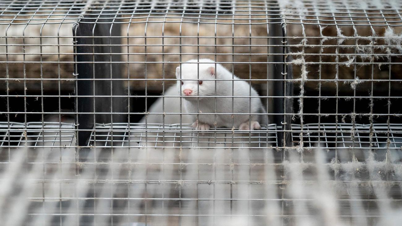 Tierschutz: Dänemark verbietet Nerzzucht