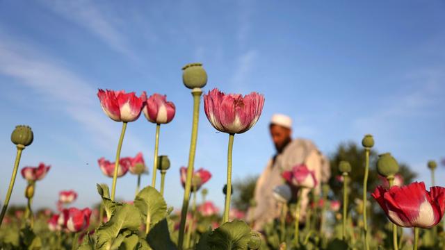 Afghanistan: Opiumproduktion in Afghanistan binnen eines Jahres verfünffacht