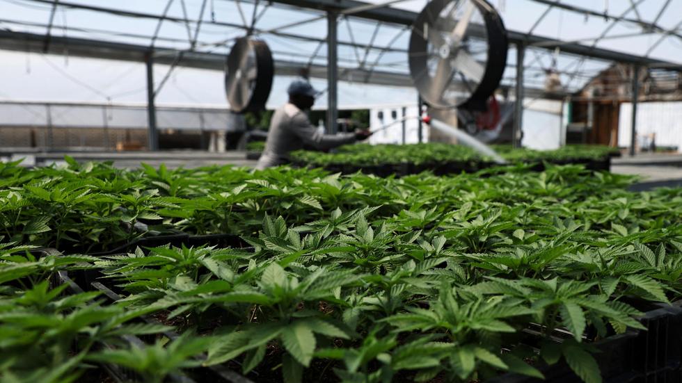 Cannabislegalisierung "Wir sind uns sicher, dass die Legalisierung kommt" ZEIT ONLINE