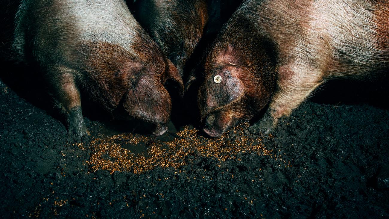 Taxe sur le bien-être animal : animaux heureux, agriculteurs heureux